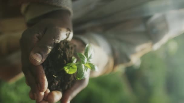 Vertical Tilt Shot Mature African American Farmer Holding Soil Green — Stock Video