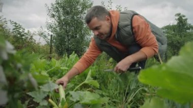 Çiftçi olgun kabakları topluyor, kokluyor ve sebze bahçesinde vlog çekerken kameraya konuşuyor.