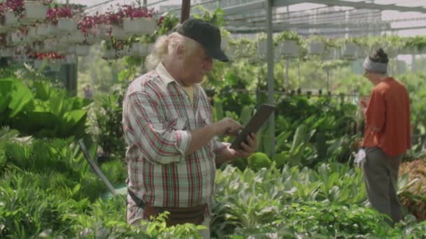 Senior Gärtner Steht Gewächshaus Mit Pflanzen Und Blumen Gefüllt Und — Stockvideo