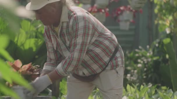 戴着手套照看盆栽花的老人在苗圃里干活 — 图库视频影像
