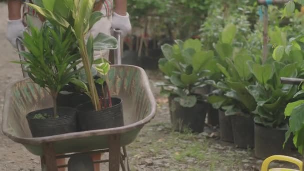 Tilt Shot Senior Nurseryman Push Garden Cart Potted Plants While — Vídeos de Stock