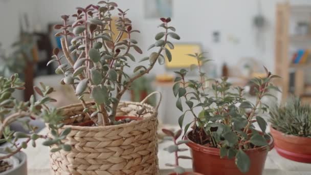 Yeniden Saksı Dikmeden Önce Evdeki Evdeki Sulu Çiçeklerin Yakın Plan — Stok video