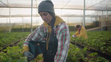 Eldivenli genç bir kadının olgun çilekleri toplayıp serada çalışırken tepsiye koyduğu orta boy bir fotoğraf.