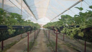 Çilek yetiştirme sırası ve üzeri arasında serada uçan kamera var. Orada kimse yok.