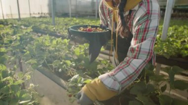 Genç çiftçi kadın tepsiyi tutuyor ve güneşli bir günde serada çalışırken taze çilek topluyor.