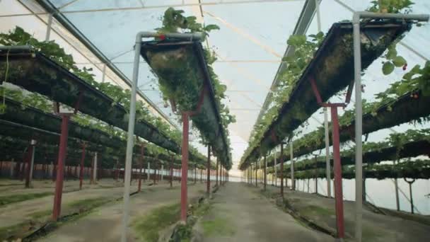 把那一排排生长着草莓的现代温室农场的广袤地带倾斜起来 那里没有人 — 图库视频影像