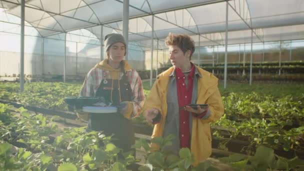 Två Unga Kvinnliga Lantarbetare Som Står Stort Jordgubbsväxthus Använder Digitala — Stockvideo