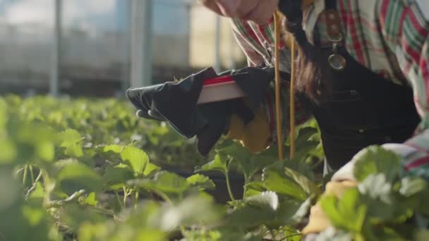 Junge Landarbeiterin Sucht Gewächshaus Nach Reifen Erdbeeren Und Sammelt Die — Stockvideo