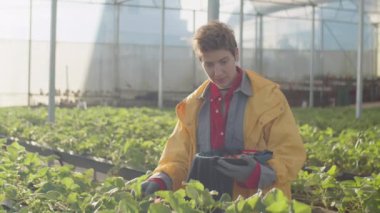 Kadın çiftlik işçisinin konteynır tutarken ve iş günü serada olgun çilek toplarken orta boy fotoğrafı.