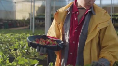 Çiftlikte çalışırken olgun çilekleri konteynırda toplayan kadın sera işçisi.