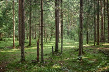 Yazın güneşli bir günde yeşil çam ağaçlarının yatay görüntüsü
