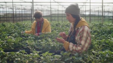 Çilek sıraları arasında duran genç bir bayan işçi ve serada iş arkadaşıyla çalışırken cep telefonu kullanıyor.