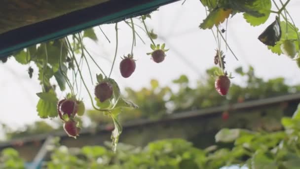 Vista Cerca Del Cultivo Maduro Fresas Granja Invernadero — Vídeos de Stock