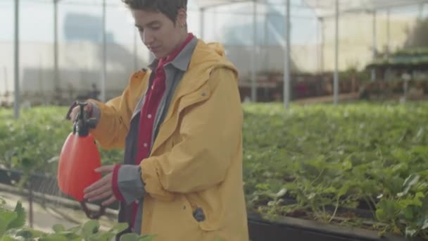 Fiatal Öntözés Eper Miközben Gondoskodik Növények Munkanap Során Üvegház Gazdaság — Stock videók