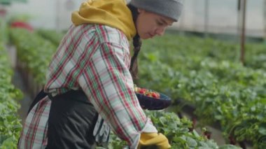 Çiftlikte çalışırken elinde konteynır tutan ve olgun çilek toplayan bir kızın orta boy fotoğrafı.