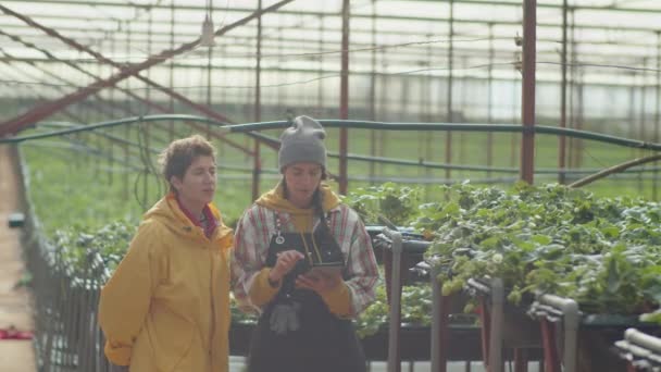 イチゴの温室農場で一緒に作業しながら デジタルタブレットで何かを議論する2人の女性の同僚の中長撮影 — ストック動画