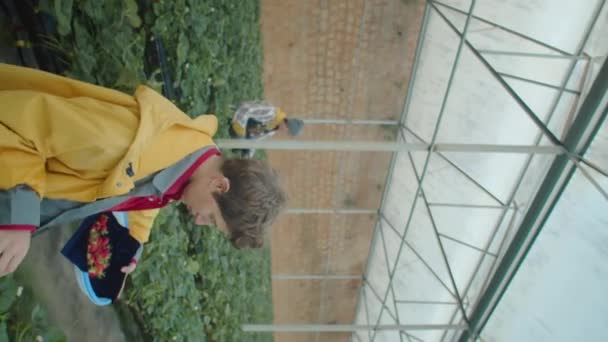在温室农场 一名年轻女子在工作日将新鲜草莓放进容器的垂直中照像 — 图库视频影像
