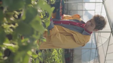 Eldivenli genç kadın işçinin güneş ışığında serada taze çilek topladığı dikey format görüntüsü.