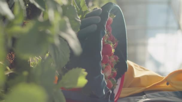 手袋に女性のベリーピッカーの手の垂直クローズアップショット日光の温室農場で新鮮なイチゴを収集 — ストック動画
