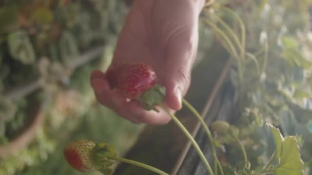 温室農場で熟したイチゴを収集する女性の手の垂直クローズアップショット — ストック動画