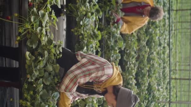 Vertikalt Skott Två Kvinnliga Arbetare Som Plockar Upp Skörd Växthusodling — Stockvideo