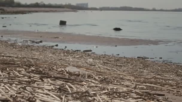 Keine Aufnahmen Von Der Mit Zweigen Und Abfällen Bedeckten Golfküste — Stockvideo