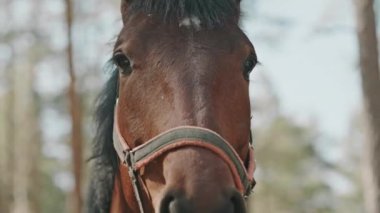 Bay Horse 'u dizginle yakın çekimde çek ve yaz günü dışarıda kameraya poz ver.
