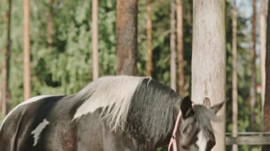 Güzel siyah beyaz at, dizginleri ağacın yanında duruyor, kameraya bakıyor, sonra da çiftlikte yerden yemek yiyor.