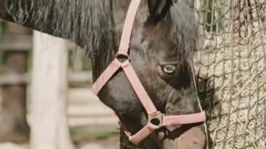 Çiftlikte güneşli bir yaz günü, at asma torbasından saman yerken orta ölçekli bir fotoğraf.