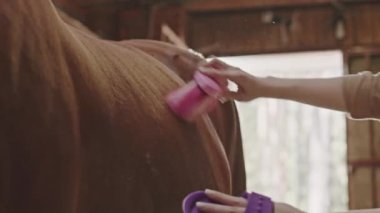 Ahırda at kürküne bakarken, taraklı fırça kullanan bir kadının el kesimi.