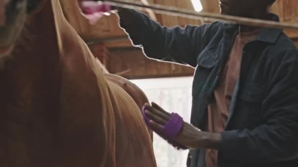 Medium Shot Young Black Man Brushing Coat Chestnut Horse Braided — Stock Video