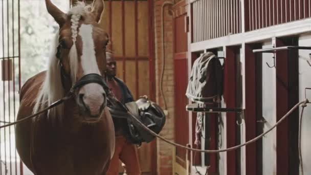 中等全景拍摄的美丽的马 辫子状的鬃毛站在马厩的交叉领带上 男人把鞍子挂在墙架上作为背景 — 图库视频影像