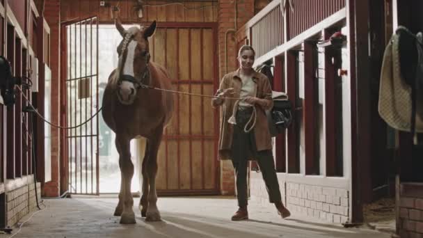 Πλήρης Βολή Της Νεαρής Γυναίκας Χάιδεμα Και Διασταύρωση Άλογο Σταθερή — Αρχείο Βίντεο