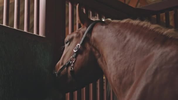 Вид Зсередини Коня Стоїть Стайні Дивиться Через Ворота — стокове відео