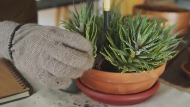 Close Hands Botanist Gloves Replanting Part Haworthia While Working Indoor — Stock Video