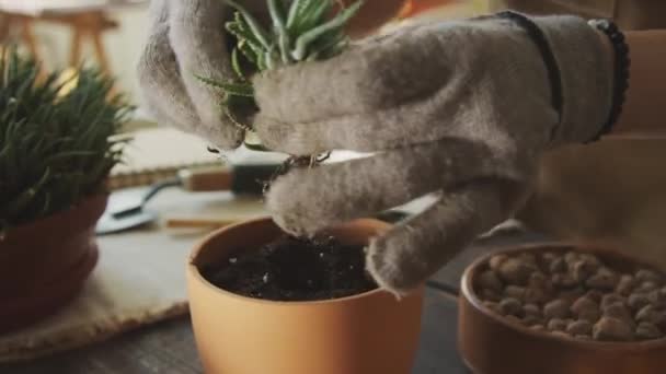 Zamknij Ręce Botanik Przesadzania Roślin Podczas Pracy Przy Biurku Pomieszczeniach — Wideo stockowe