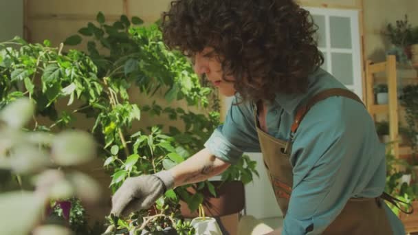ホームオレンジで働いている間 鉢植えの花を世話する女性の側面 — ストック動画