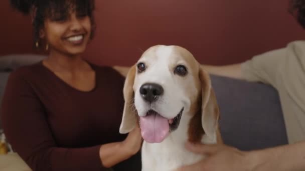 Cintura Para Cima Lindo Beagle Sentado Sofá Sala Estar Contemporânea — Vídeo de Stock