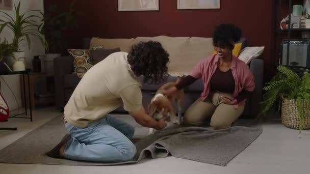 Brincalhão Beagle Captura Bola Enquanto Joga Com Jovens Casais Inter — Vídeo de Stock