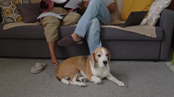 Tilting Shot Young Modern Interracial Couple Dog Sitting Sofa Living — Αρχείο Βίντεο