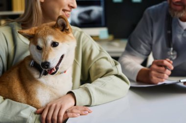 Saf Shiba inu köpeği veteriner kliniğindeki randevusunda sahibiyle oturuyor.