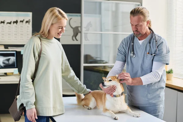 Veterinarian examining ears of his shiba inu visitor, female owner standing nearby stroking her pet