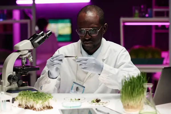 Young professional lab worker holding plant sprout with tongs and attentively examining it