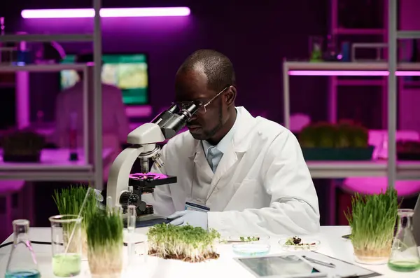 Black scientist working with microscope and various plant samples at his desk in laboratory