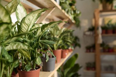 Mağazalardaki raflarda sunulan saksı bitkilerinin geniş seçimi