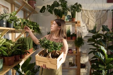 Elinde saksı bitkileriyle tahta kutu tutan ve raflarda sergilenen yeşillikleri kontrol eden genç bir kız.