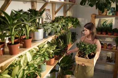 Çiçekçinin raflarında saksı bitkilerini inceleyen genç bir kadın.