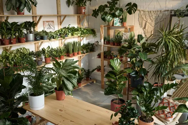 Wide shot of plant store interior with wide selection of potted greenery displayed on shelves