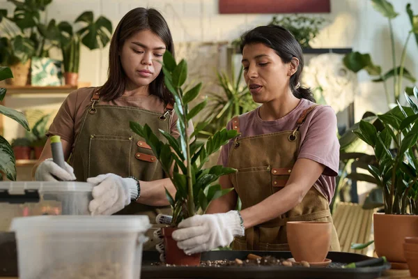 Hispanic plant shop worker explaining process of replantation of greenery to her young colleague