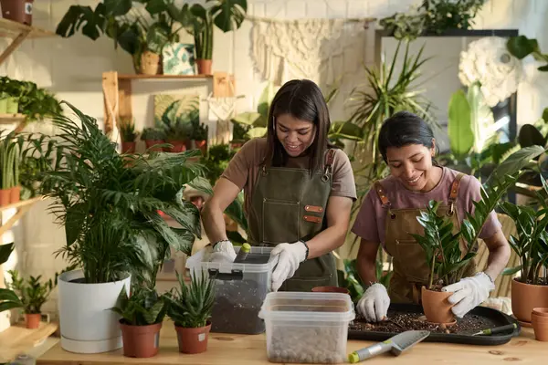Two joyful colleagues replanting greenery together in cozy and spacious interior of plant shop